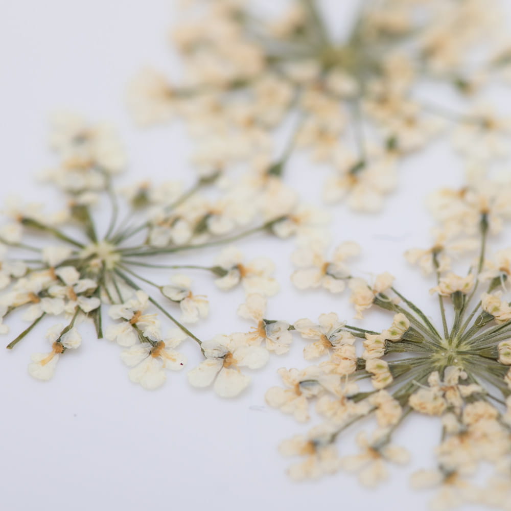 OZDOBA DO PAZNOKCI SUSZONE KWIATKI BIAŁE - obrazek 2